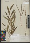 Foto von Salix triandra L. x Salix viminalis L.